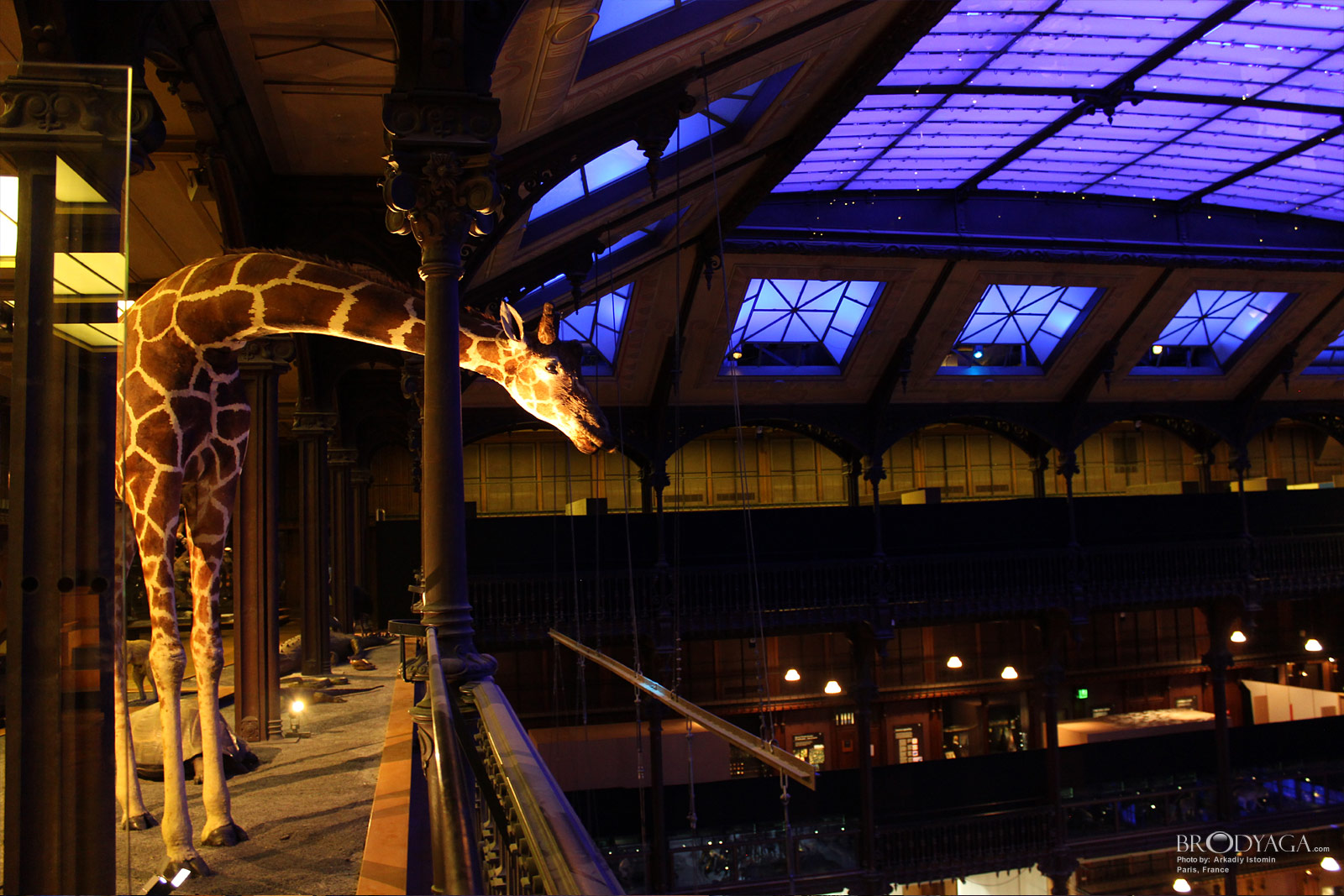 Galerie d'Entomologie